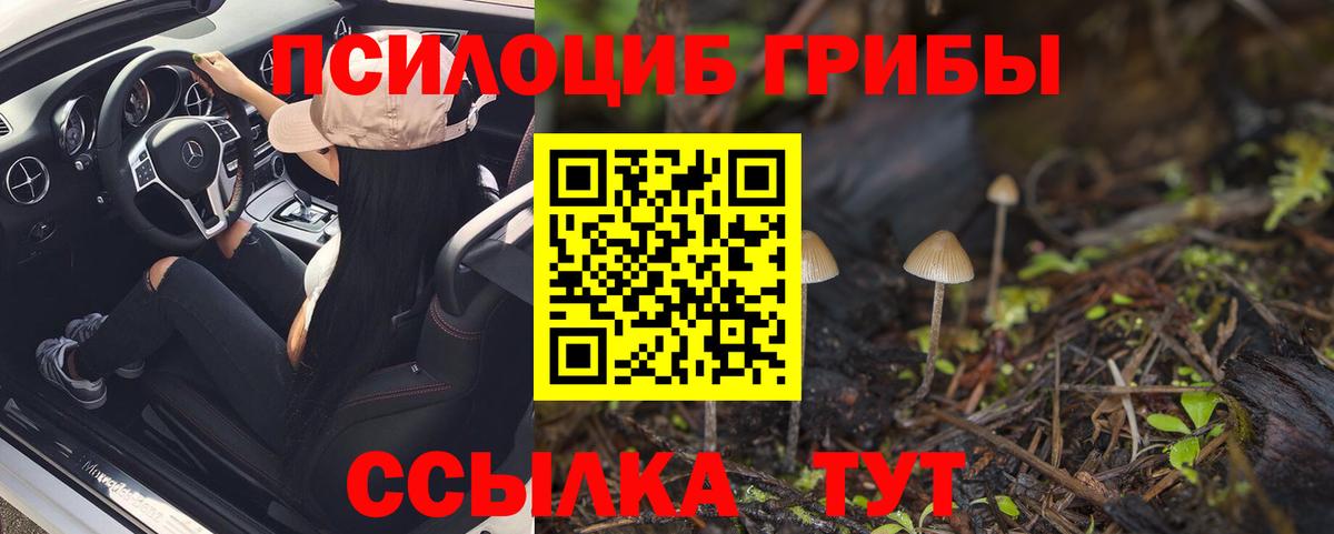 Сокол  Галлюциногенные грибы Psilocybine cubensis  Вход с VPN 